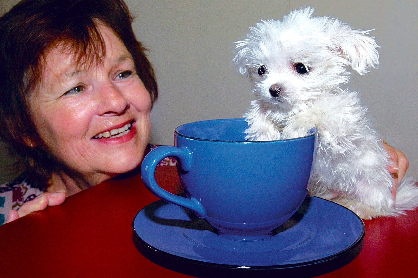 New Zealand tiny puppy